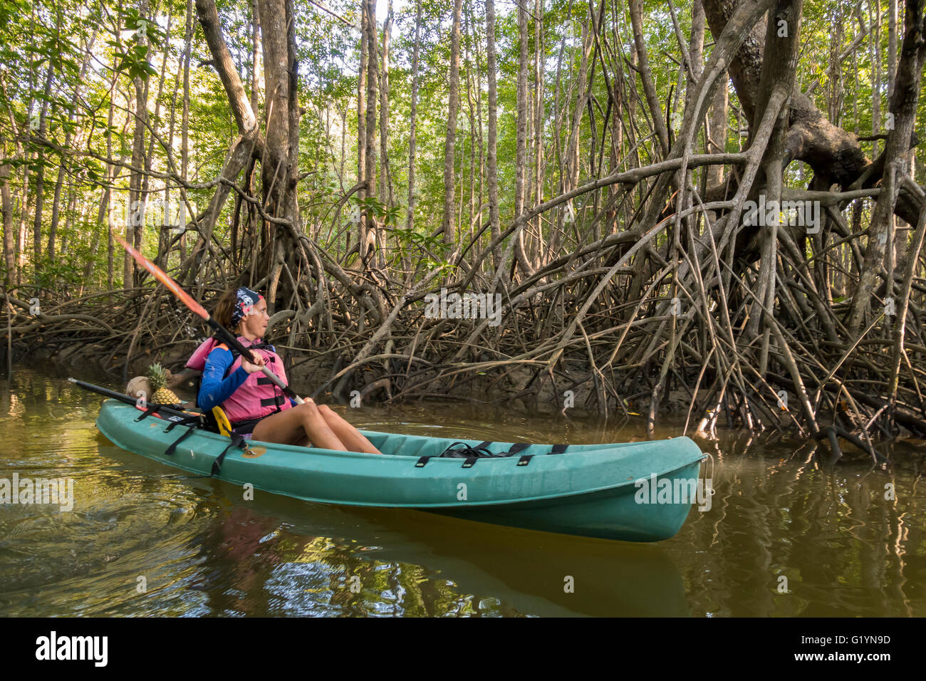 OSA PENINSULA, COSTA RICA - Woman paddles kayak in mangrove swamp. Stock Photo