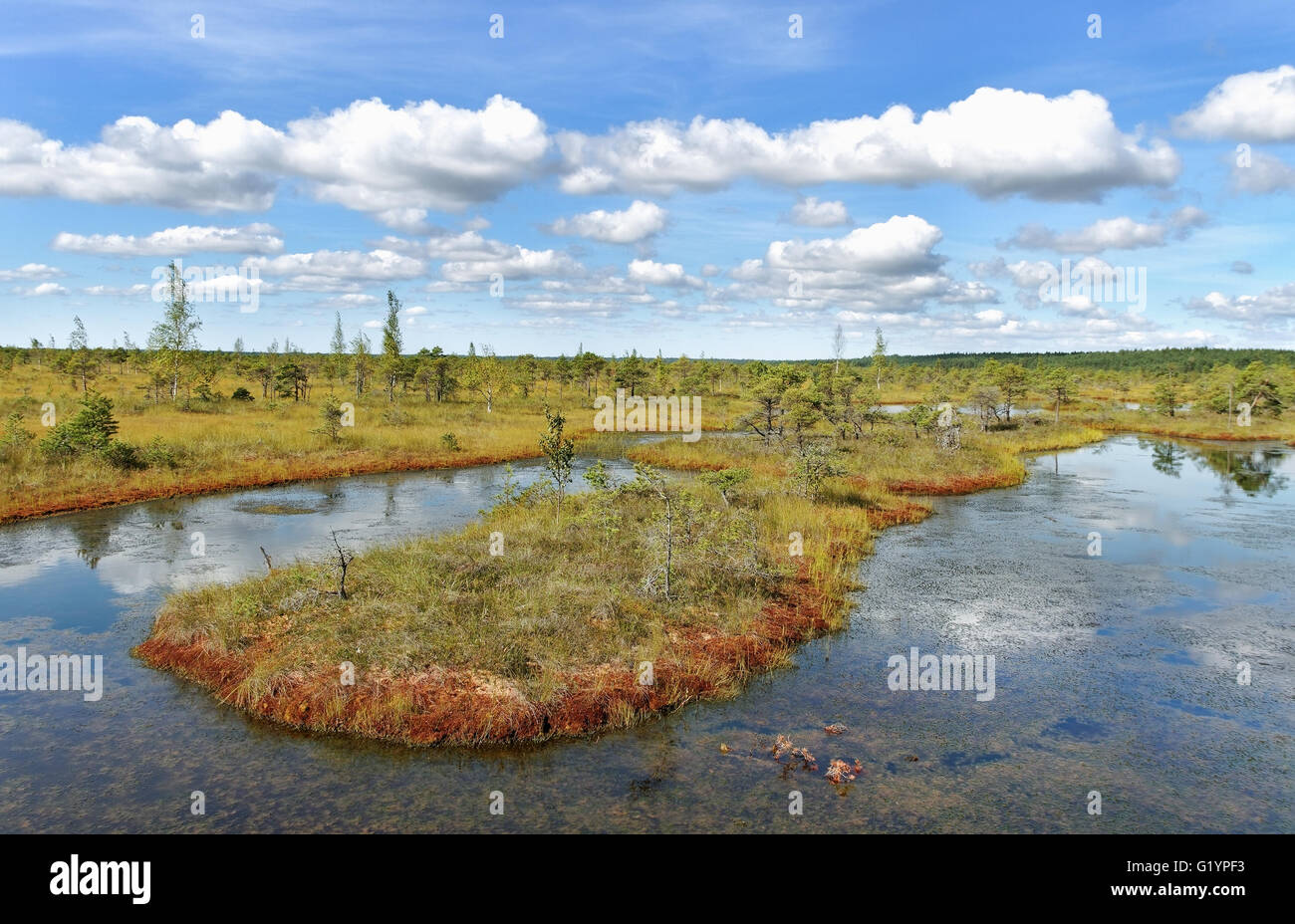 View to the lake in the bog. Stock Photo