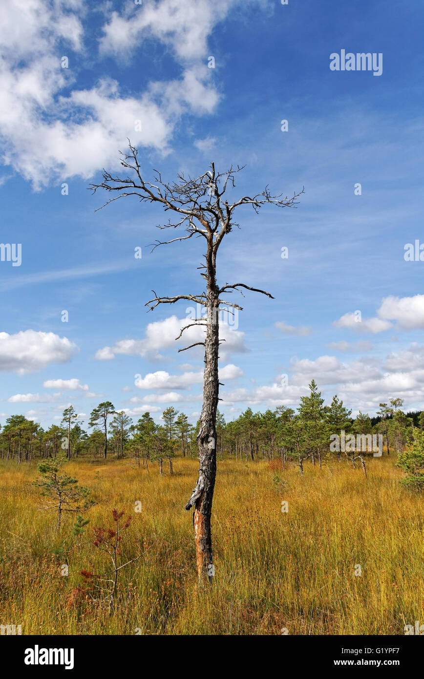Dry tree in the bog. Stock Photo
