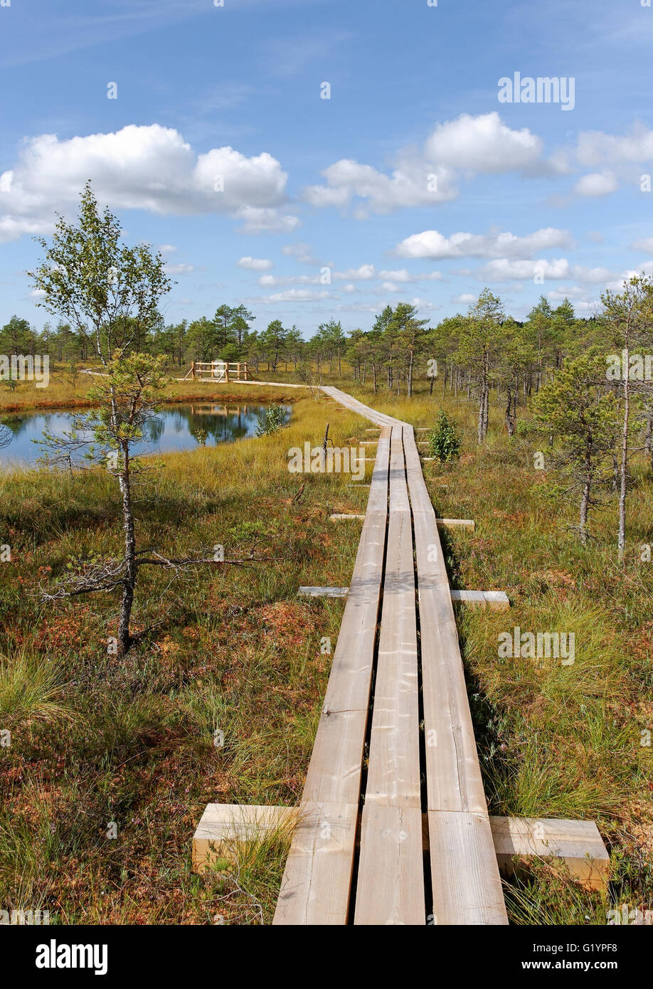 Wooden path in the bog. Stock Photo