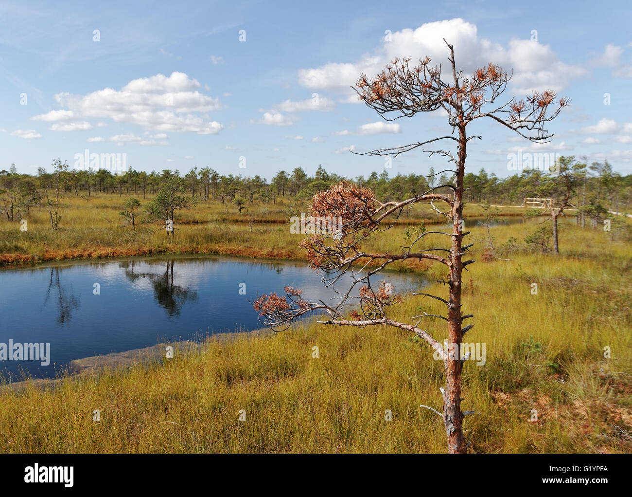 View to the lake in the bog and dead pine tree. Stock Photo