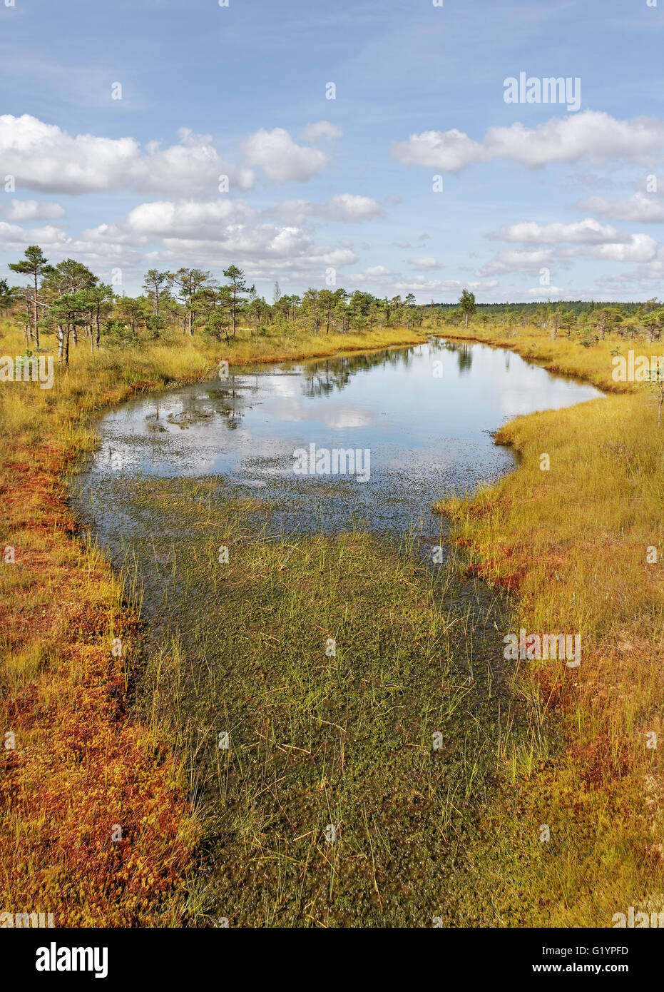 Beautiful view to the lake in a bog. Stock Photo