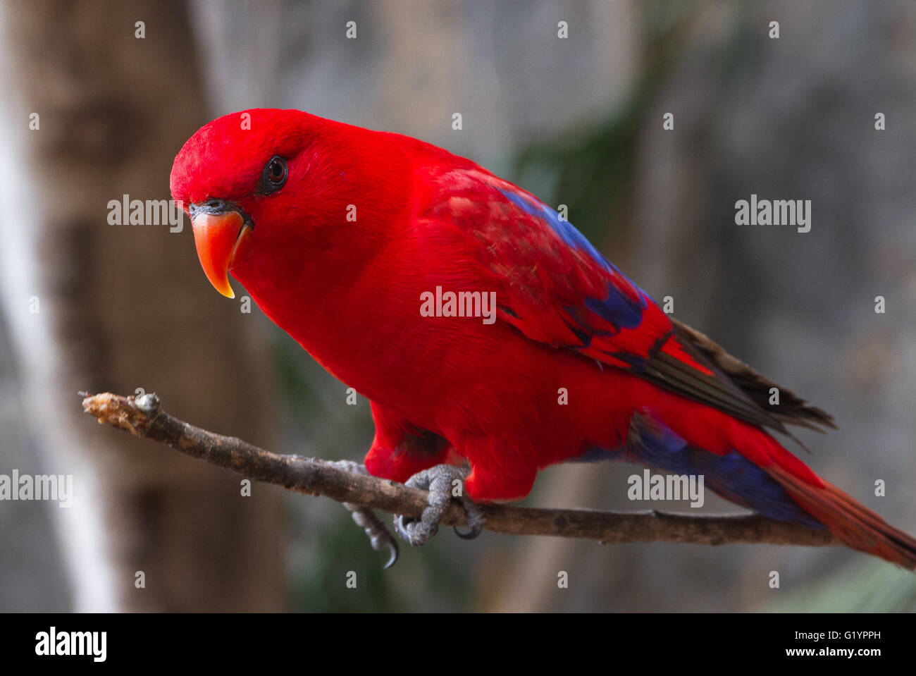 Bajri parrot sale