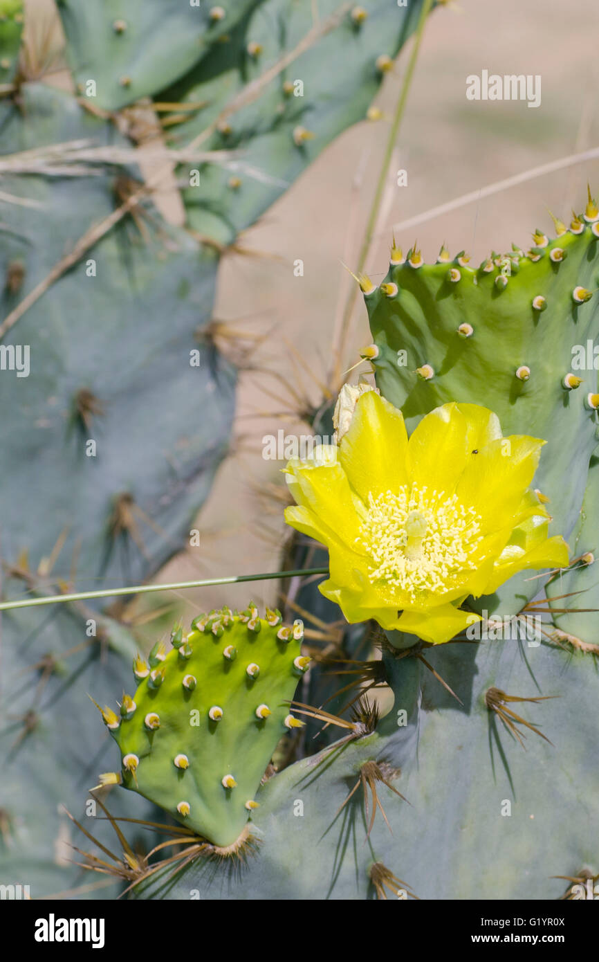 A cactus  with yellow flower. Stock Photo