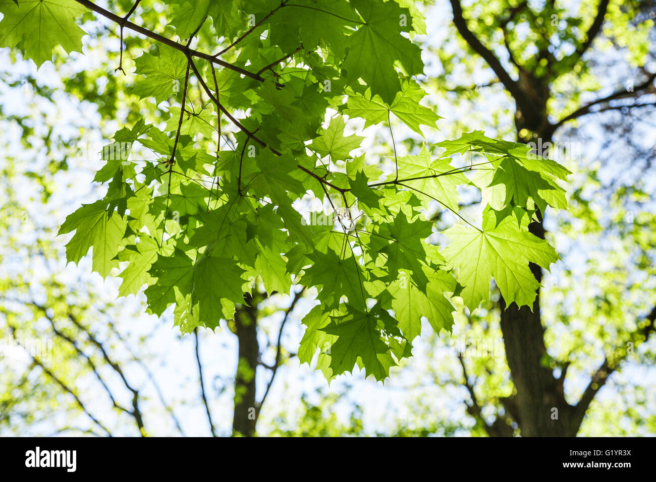 Green tree leaves forest woods hi-res stock photography and images - Alamy