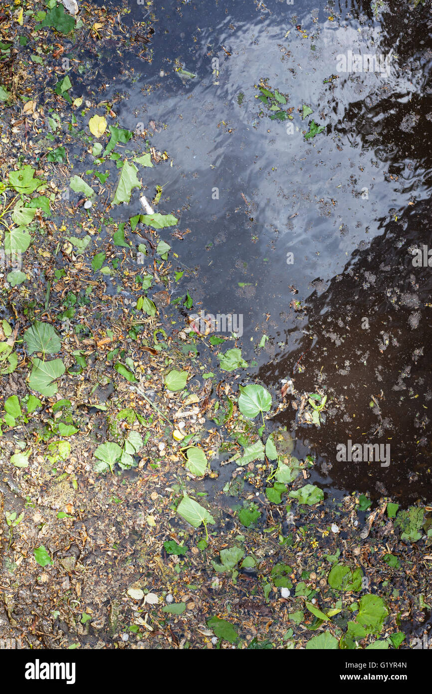 fallen young green leaves, birch catkins and pollen on surface of puddle in spring - birch and alder pollen is natural source of Stock Photo