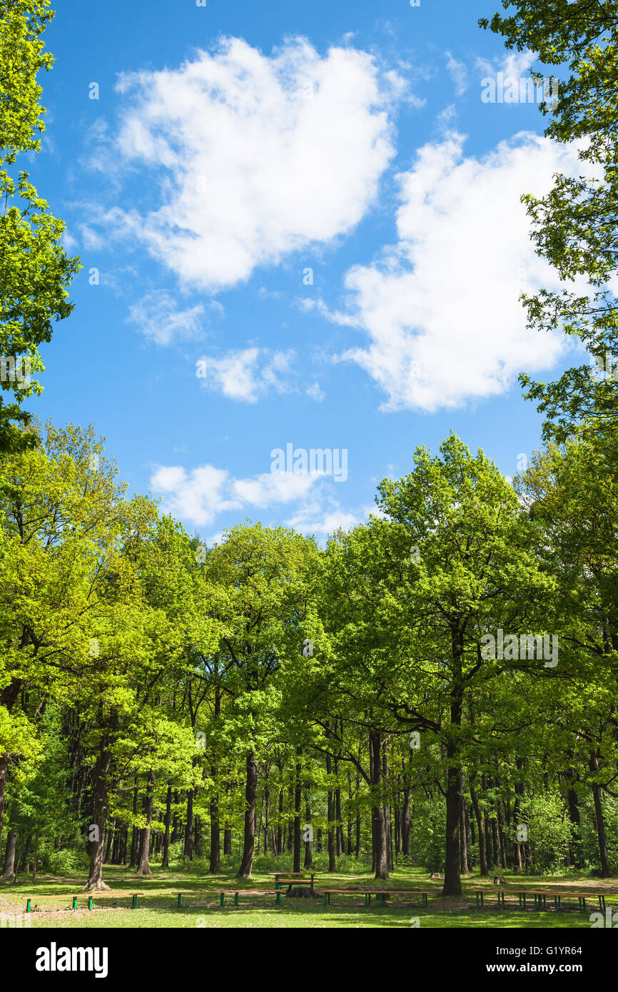 blue sky with white clouds, green oak trees around clearing in city garden Stock Photo