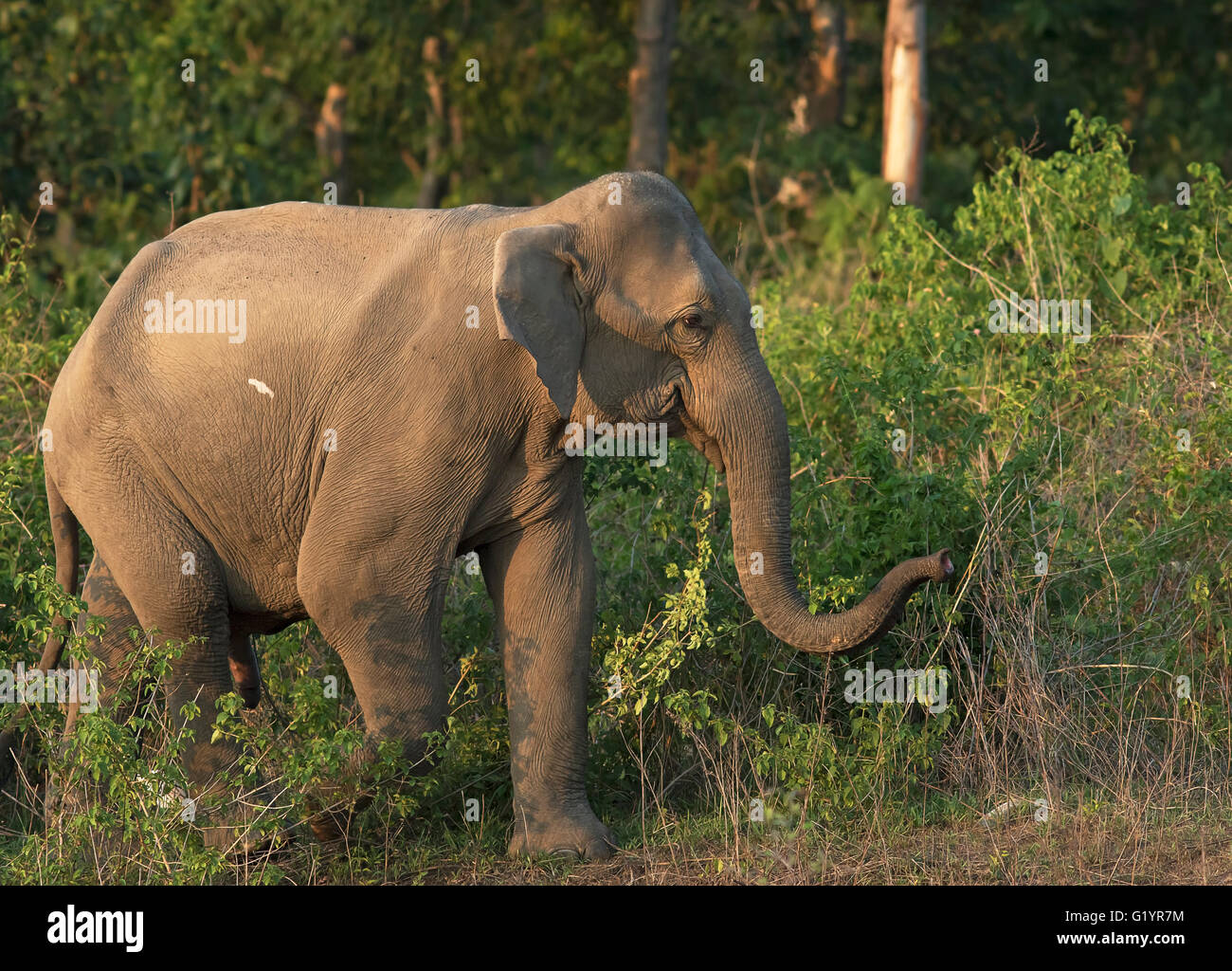 Female elephant in breeding Stock Photo