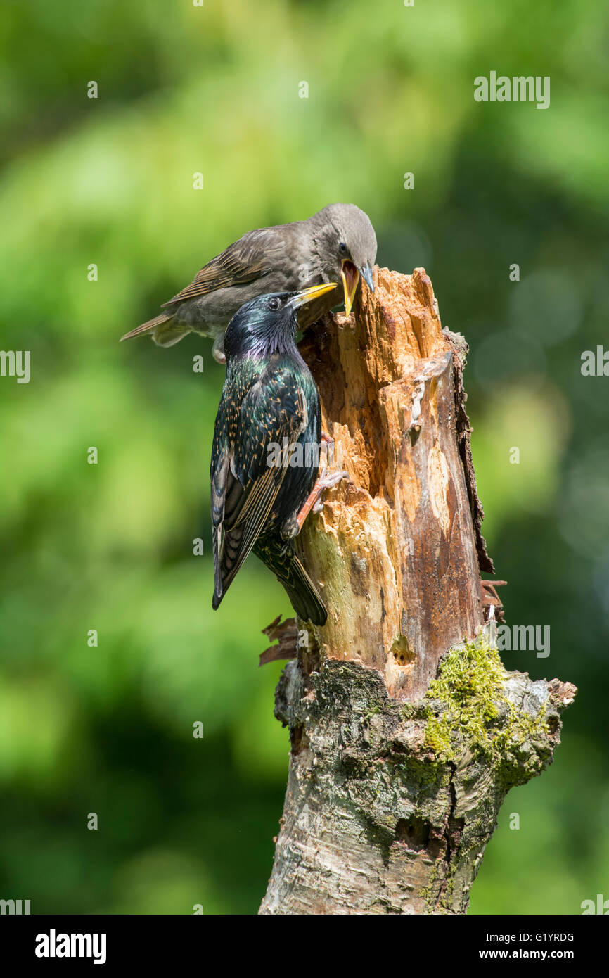 An adult common Starling (Sternus vulgaris) feeds a begging fledgling while perched on an old branch. Stock Photo