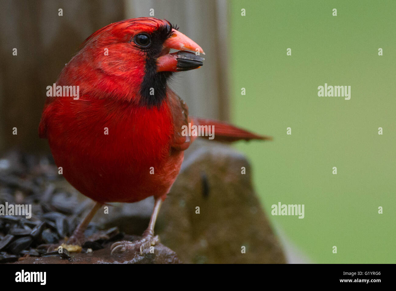 wet male cardinal eating a seed Stock Photo Alamy