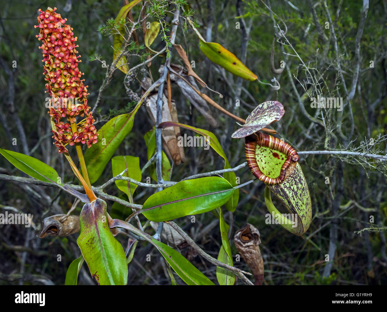 Pitcher Plant blooming. Sarawak, Borneo, East Malaysia Stock Photo - Alamy