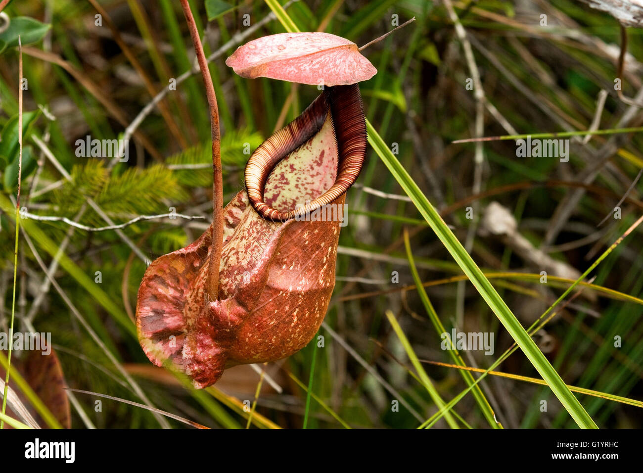Pitcher Plant. Sarawak, Borneo, East Malaysia Stock Photo - Alamy