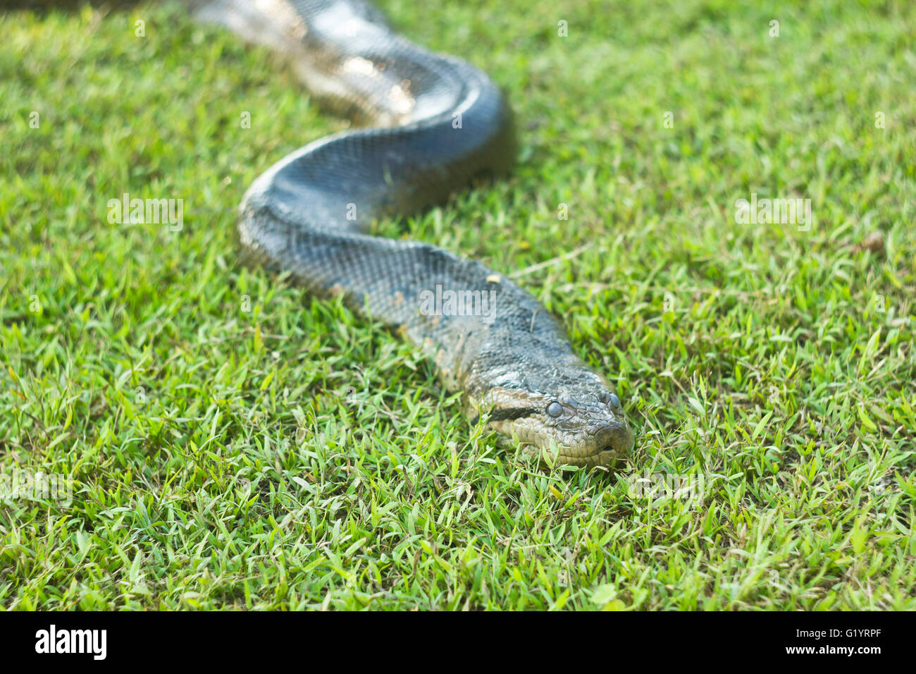 anaconda snake lying and sleeping on green grass Stock Photo Alamy