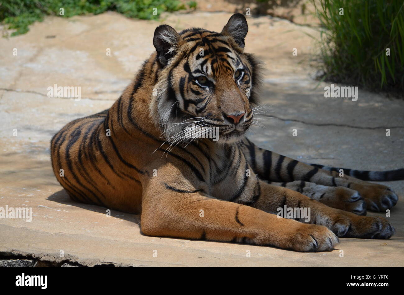Sumatran Tiger San Antonio Zoo San Antonio Texas USA Stock Photo Alamy