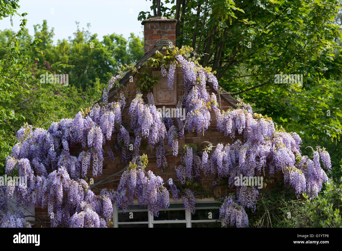 Wisteria adorning the end wall of a single story building. Milton Cambridge Cambridgeshire England Stock Photo