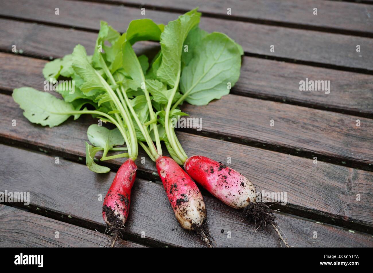 Three radishes freshly pulled from the ground with soil and roots still
