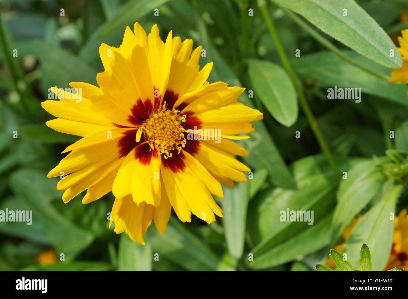 Yellow coreopsis flower with a dark center Stock Photo