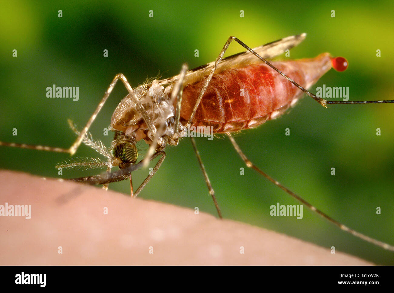 Mosquito Close Up Of A Feeding Female Anopheles Quadriannulatus 