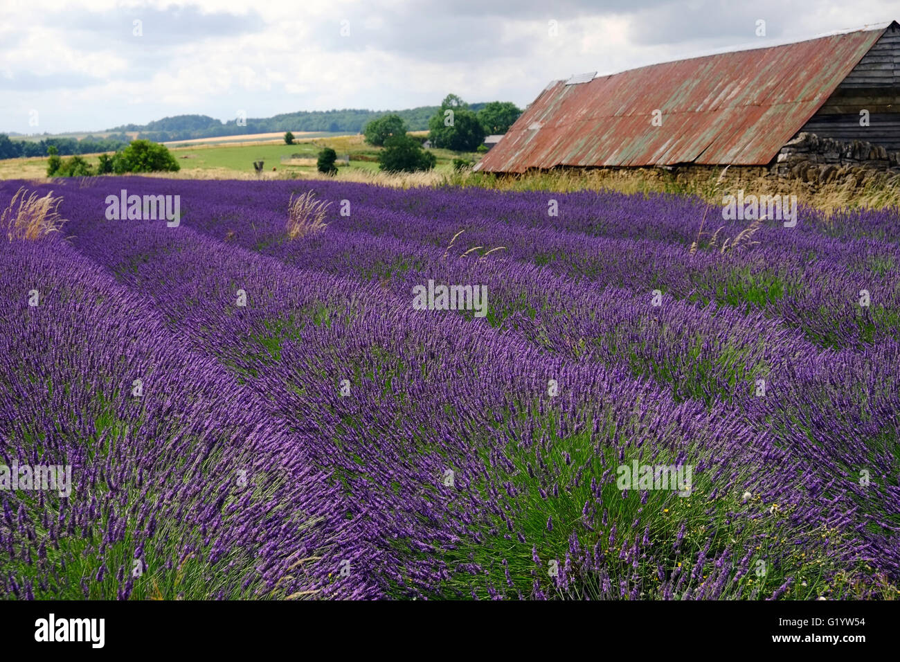Rows of lavender at Snowshill farm, Gloucestershire, England, UK. Stock Photo