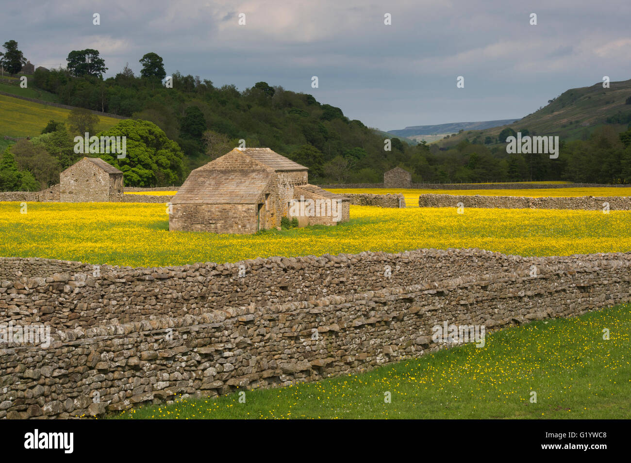 Scenic Swaledale upland wildflower hay meadows (old stone field barns, colourful sunlit wildflowers, hillside, blue sky) - Muker, Yorkshire Dales, GB. Stock Photo