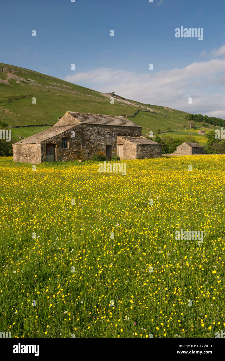Scenic Swaledale upland wildflower hay meadows (old stone field barns, colourful sunlit wildflowers, hillside, blue sky) - Muker, Yorkshire Dales, UK. Stock Photo