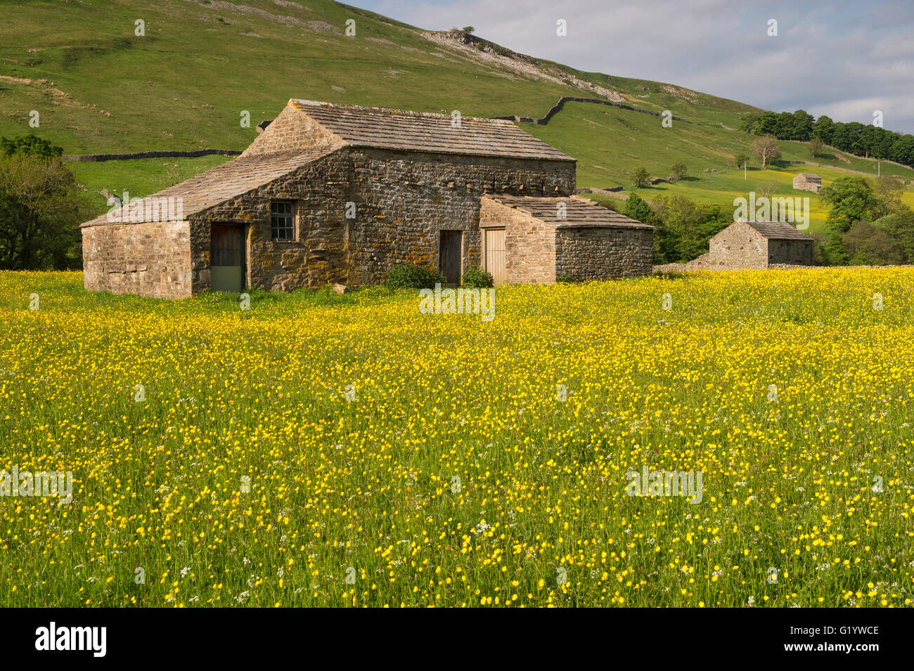 Scenic Swaledale upland wildflower hay meadows (old stone field barns, colourful sunlit wildflowers, hillside, blue sky) - Muker, Yorkshire Dales, GB. Stock Photo