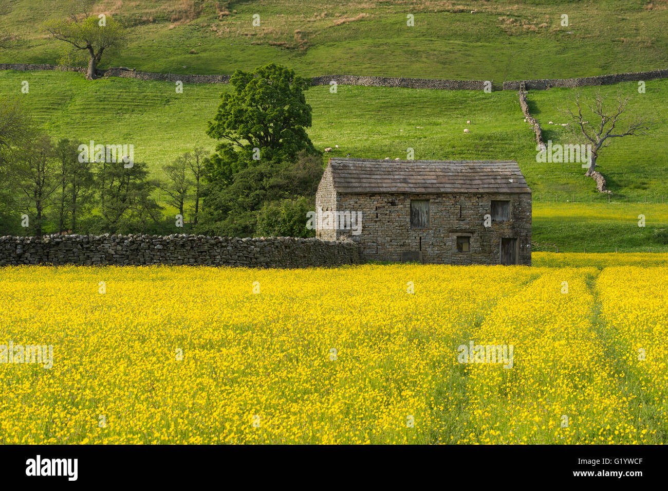 Scenic Swaledale upland wildflower hay meadows (old stone field barn, colourful sunlit wildflowers, buttercups, hillside) - Muker, Yorkshire Dales, UK Stock Photo