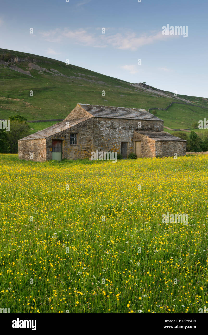 Scenic Swaledale upland wildflower hay meadows (old stone field barn, colourful sunlit wildflowers, hillside, blue sky) - Muker, Yorkshire Dales, UK. Stock Photo