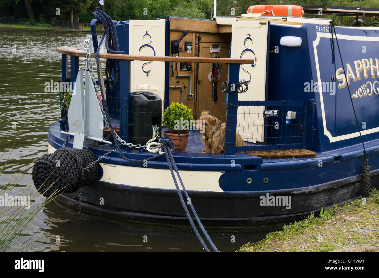 Irony and humour! - a small dog sits by 'Beware of the dog' sign, aboard a canal boat moored on the River Thames, Marlow, Buckinghamshire, England. Stock Photo