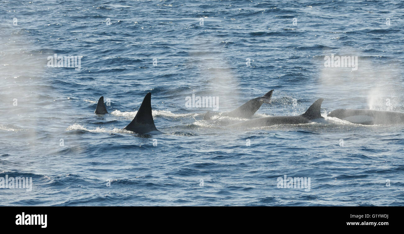 Killer whales or orcas (Orcinus orca). These are type B  Orcas. Hope Bay,  Trinity Peninsula,  Antarctic Peninsula, Antarctica. Stock Photo