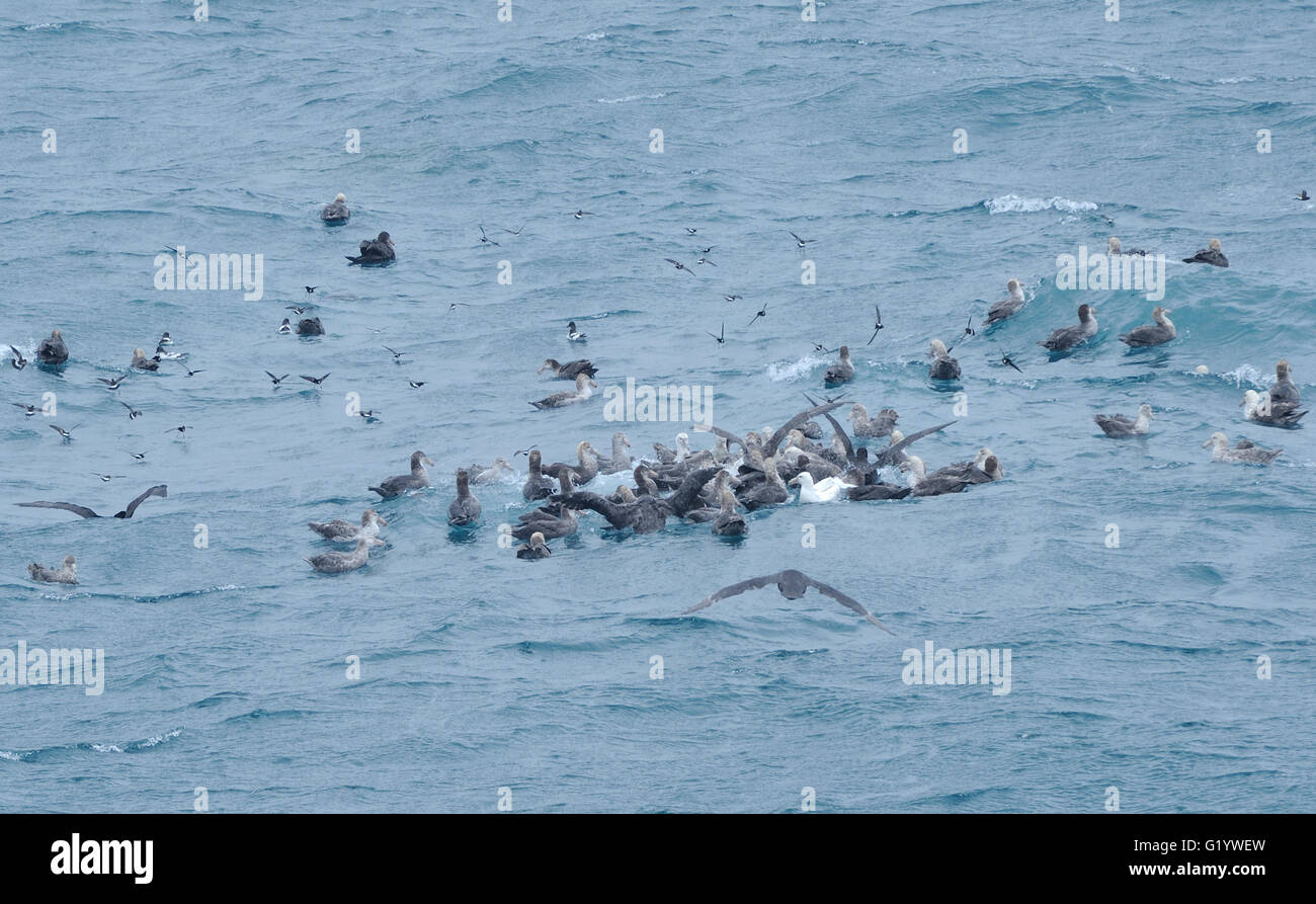 A collection of sea birds feed on a patch of krill or small fish at the surface of the sea. Off South Sandwich Islands. Stock Photo