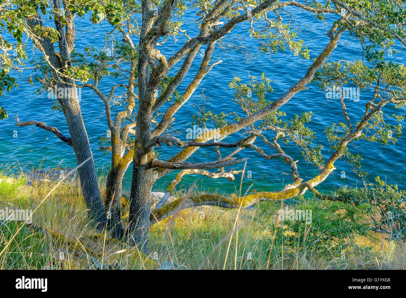 Garry Oak tree,  Salt Spring Island, British Columbia, Canada Stock Photo