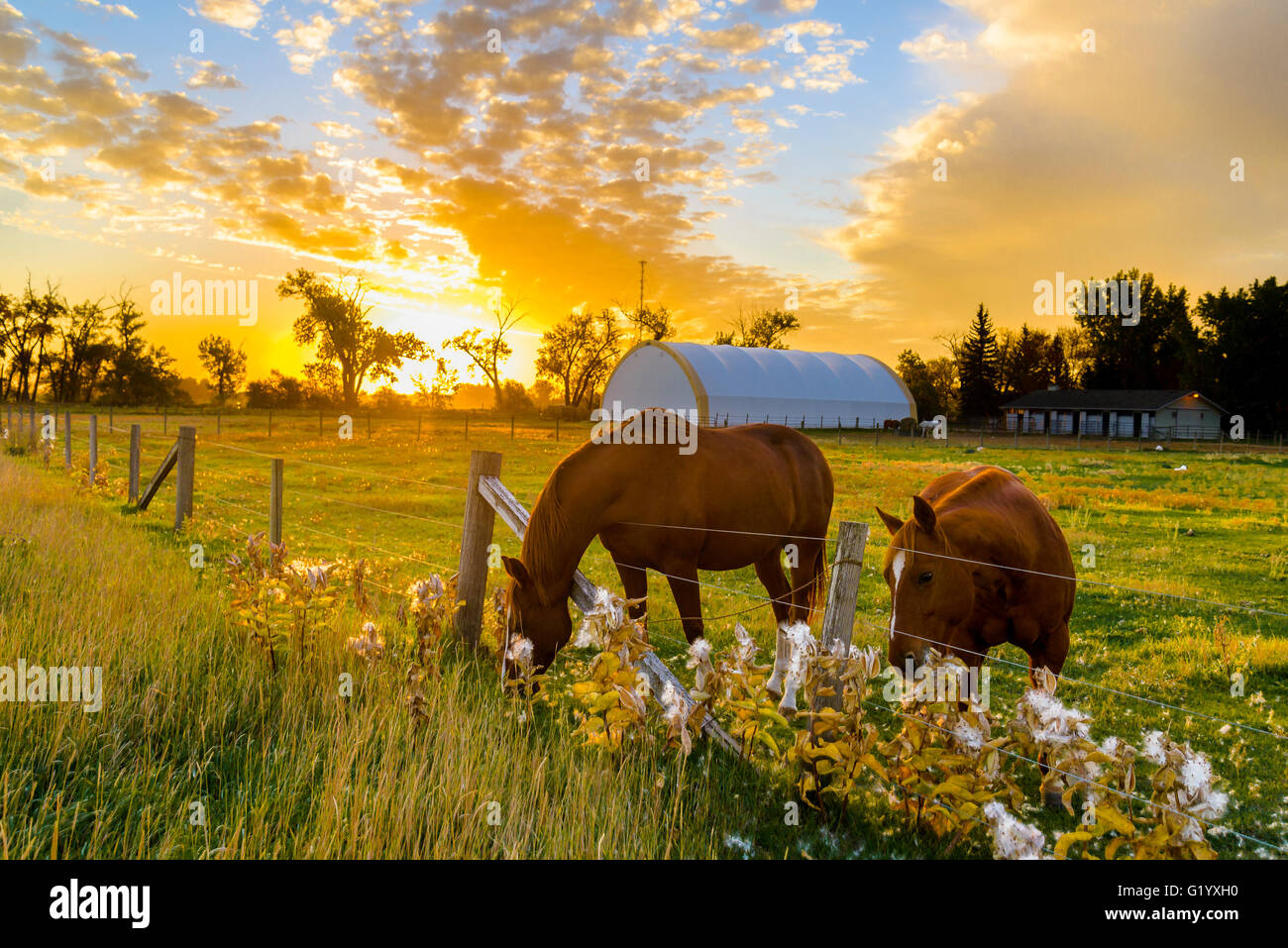 Horses eating milkweed seeds, Taber, Alberta, Canada Stock Photo