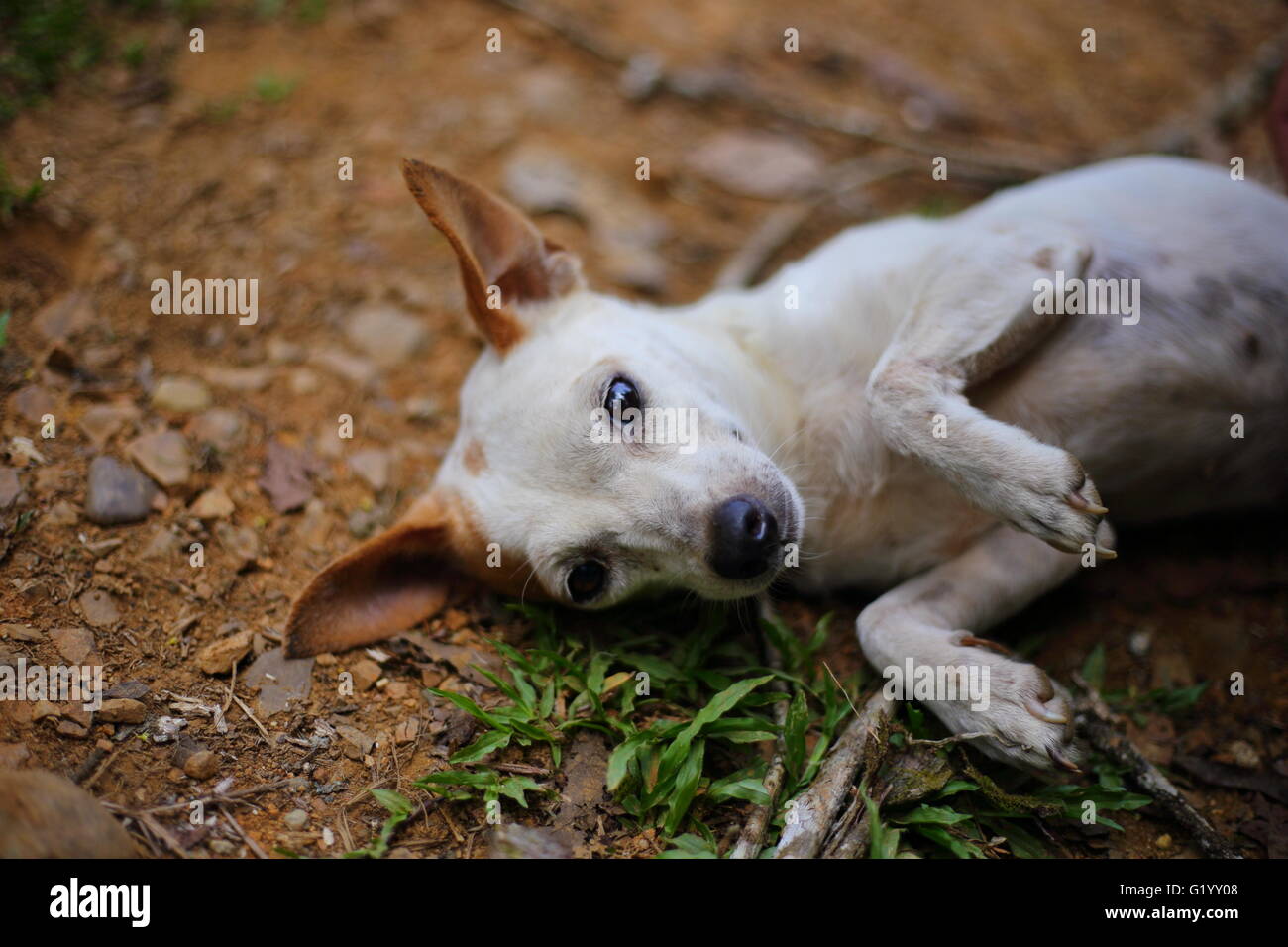 Happy little white dog Stock Photo