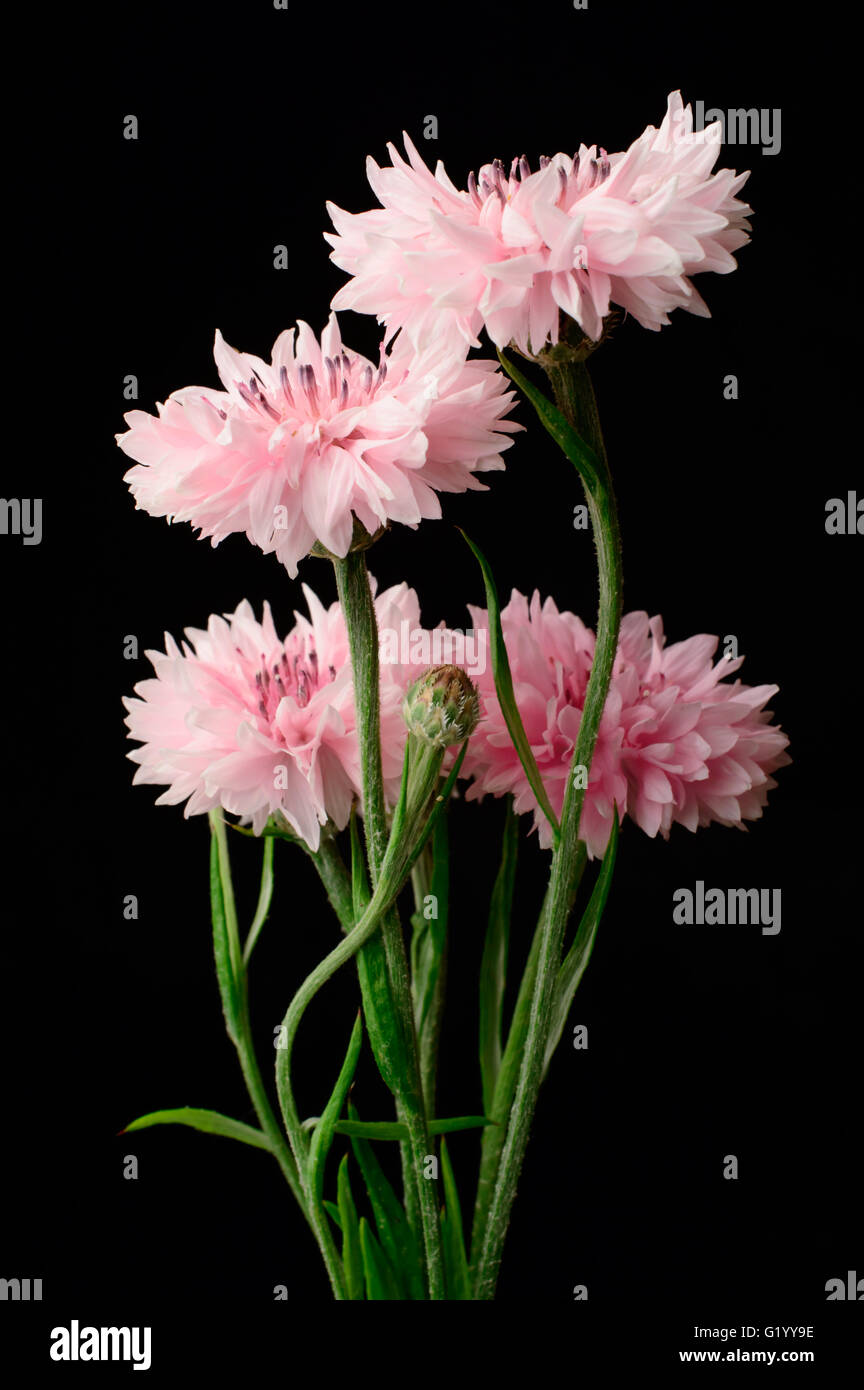 Small bouquet pink Cornflowers against black background. Stock Photo