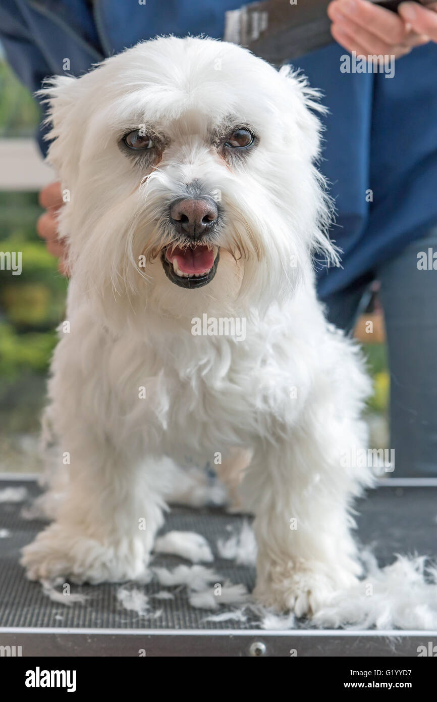 Grooming the head of white Maltese dog by electric razor. The dog is standing on the grooming table and looking at the camera. Stock Photo