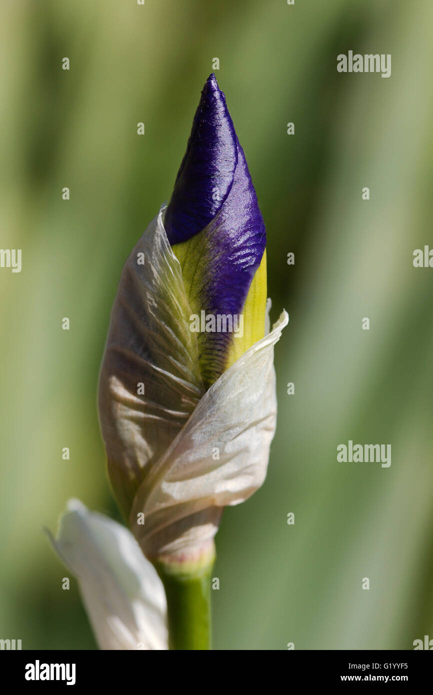 Closeup of an Iris Stock Photo