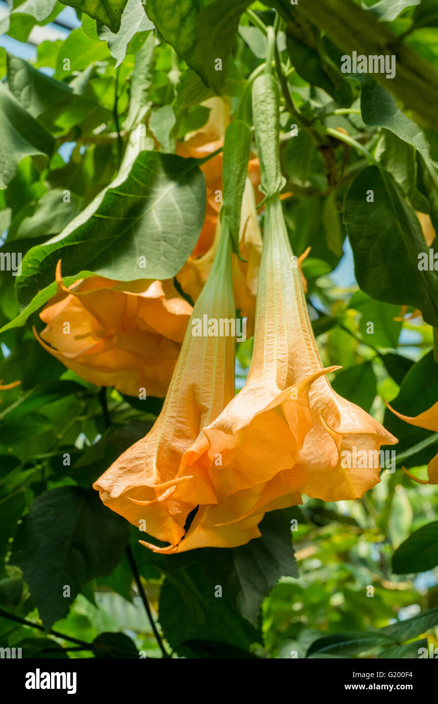 golden trumpets (allamanda cathartica). Stock Photo