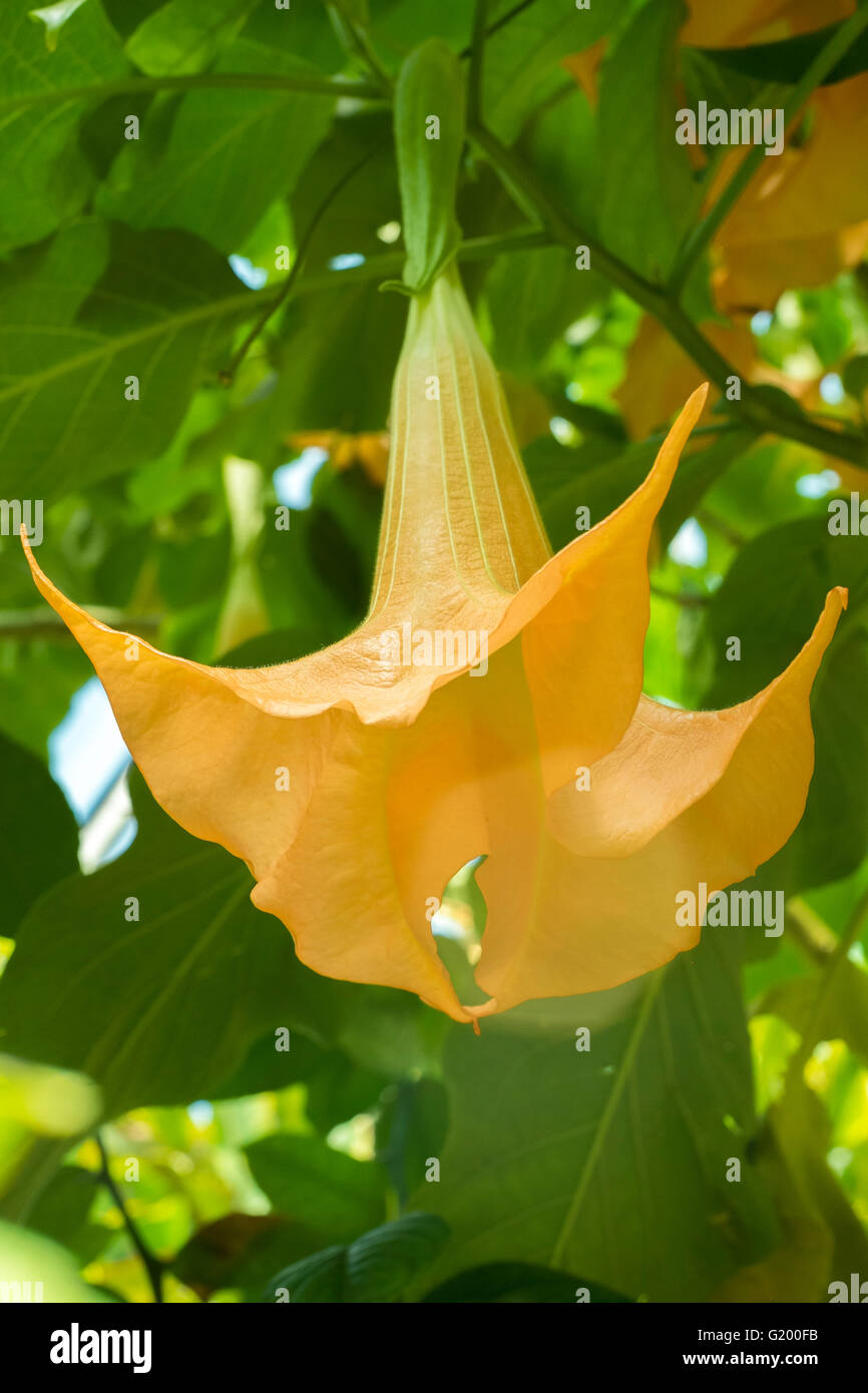 golden trumpets (allamanda cathartica). Stock Photo