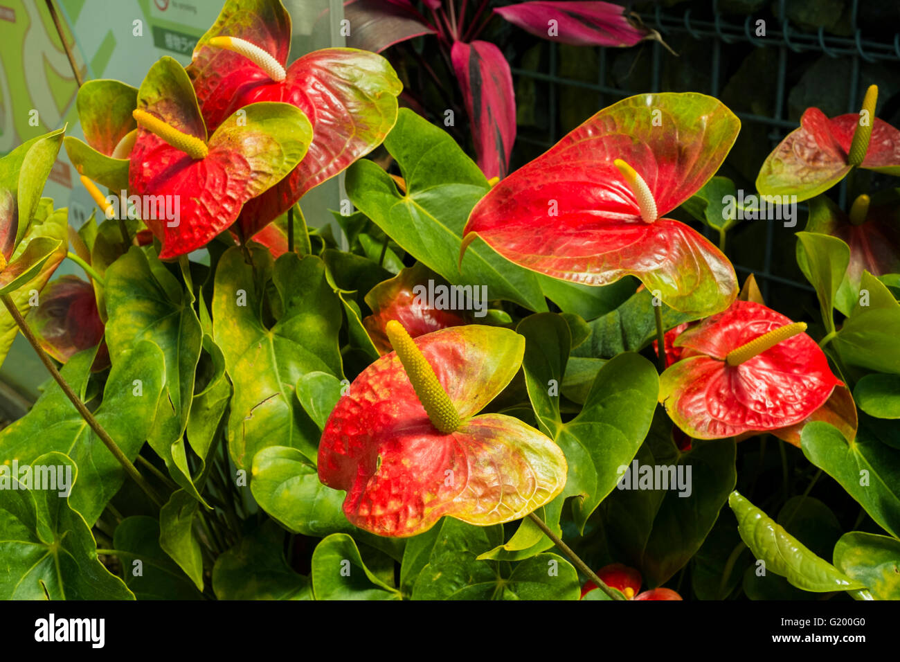 Anthurium andraeanum Stock Photo - Alamy