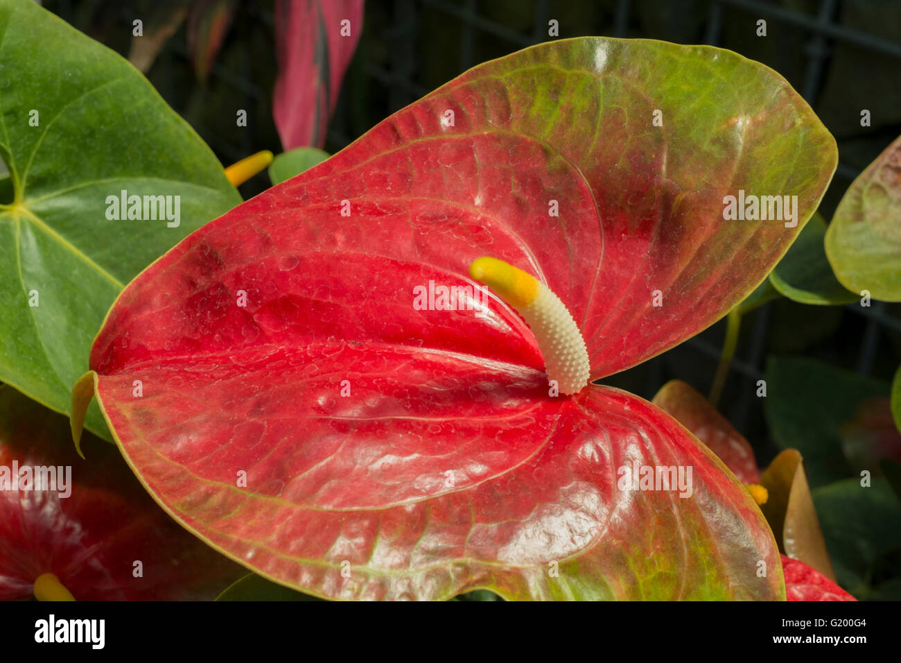 Anthurium andraeanum Stock Photo - Alamy