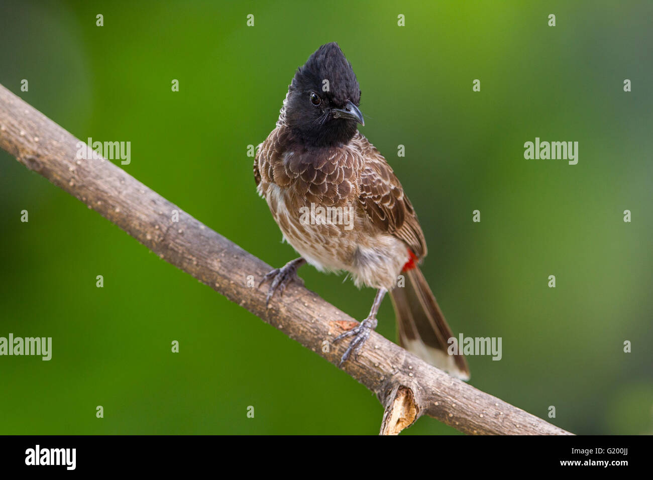 Red-vented bulbul [Pycnonotus cafer] India. Stock Photo