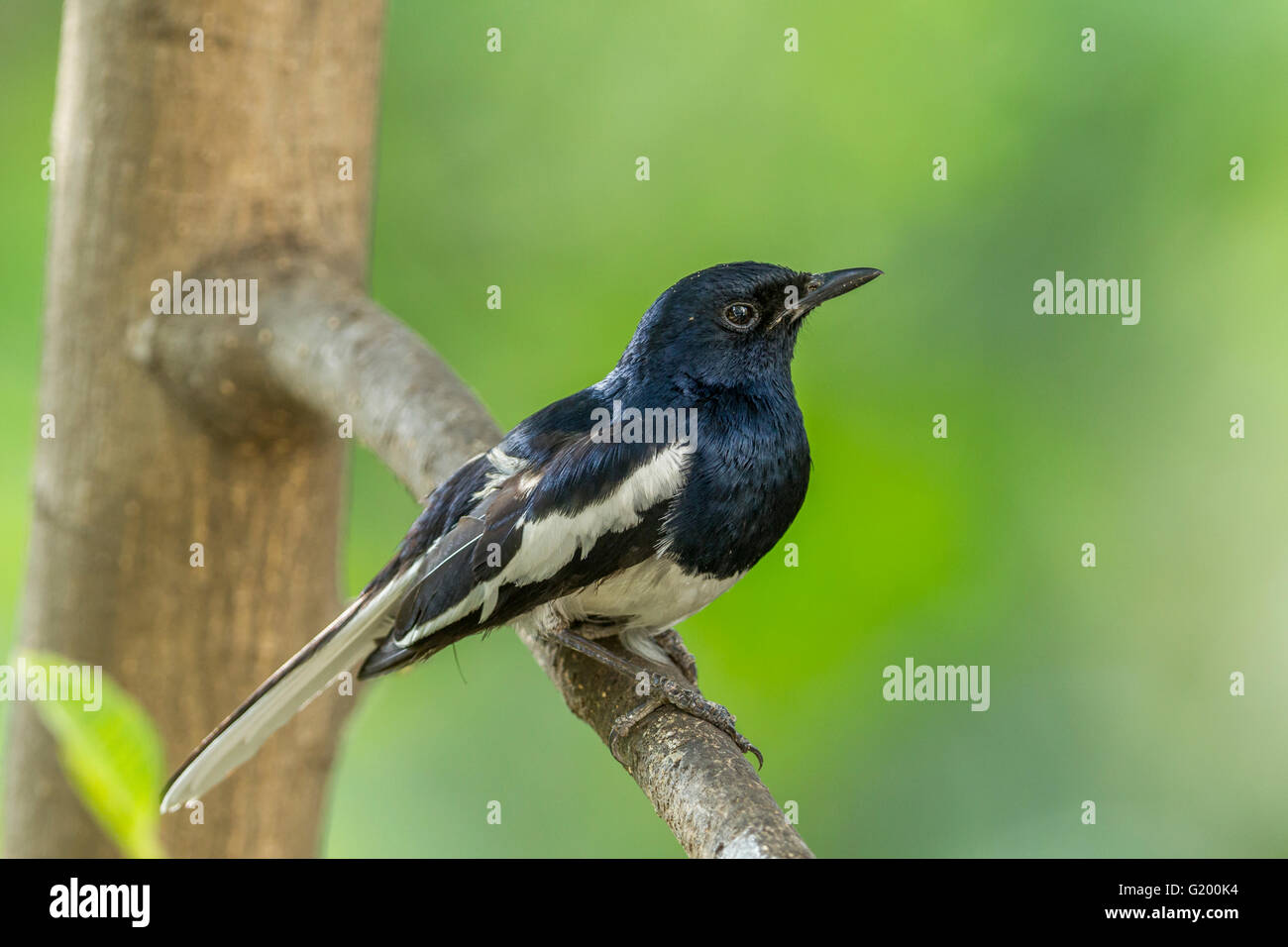 Oriental Magpie Robin (Copsychus saularis)  western ghats, India. Stock Photo