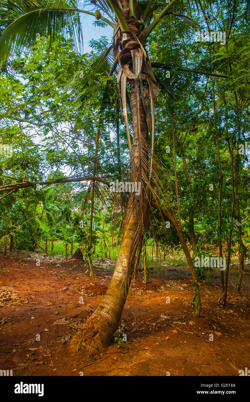 Palm tree in the jungle Stock Photo Alamy