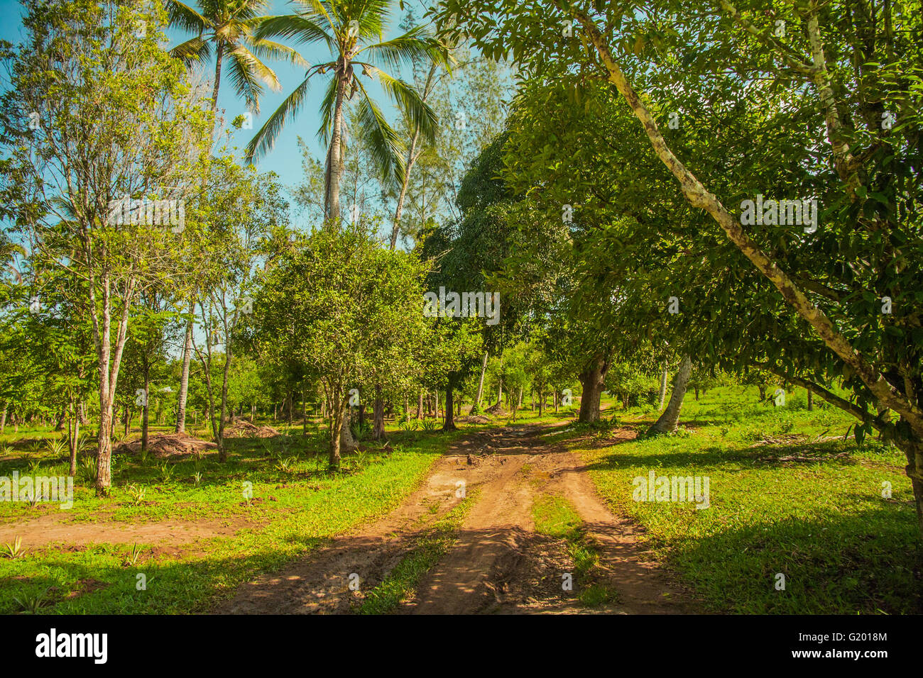Palm tree in the jungle Stock Photo Alamy