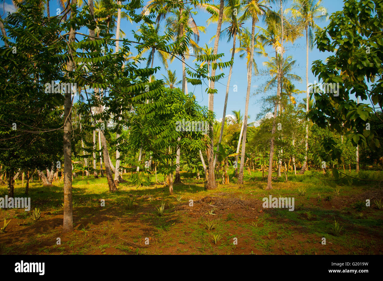 Palm tree in the jungle Stock Photo Alamy