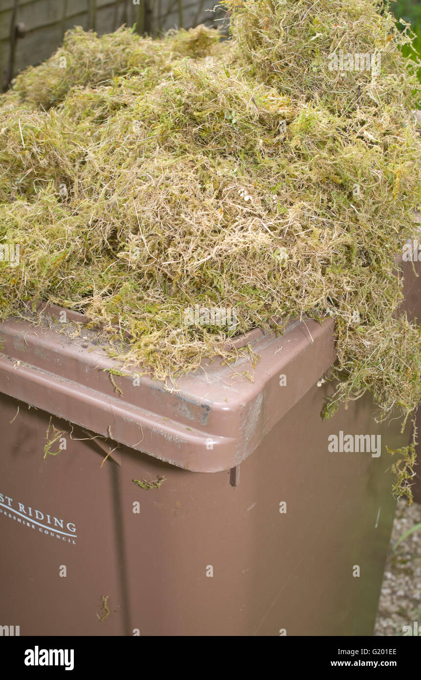 Overfilled brown garden waste wheely bin Uk Stock Photo