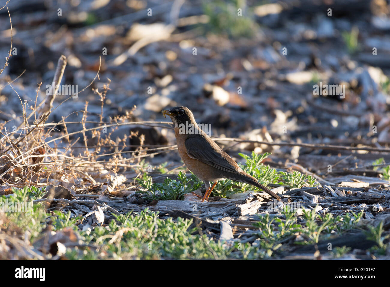 American Robin, (Turdus migratorius), foraging for insect larvae.  Rio Grande bosque at Albuquerque, New Mexico, USA. Stock Photo