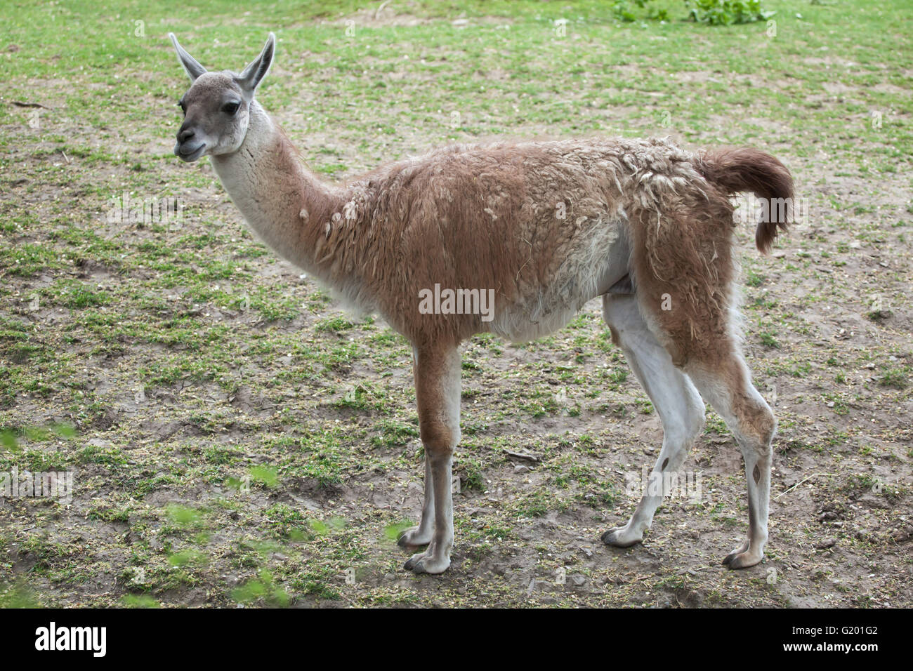 Guanaco (Lama guanicoe), also known as the Guanaco llama at Prague Zoo, Czech Republic. Stock Photo