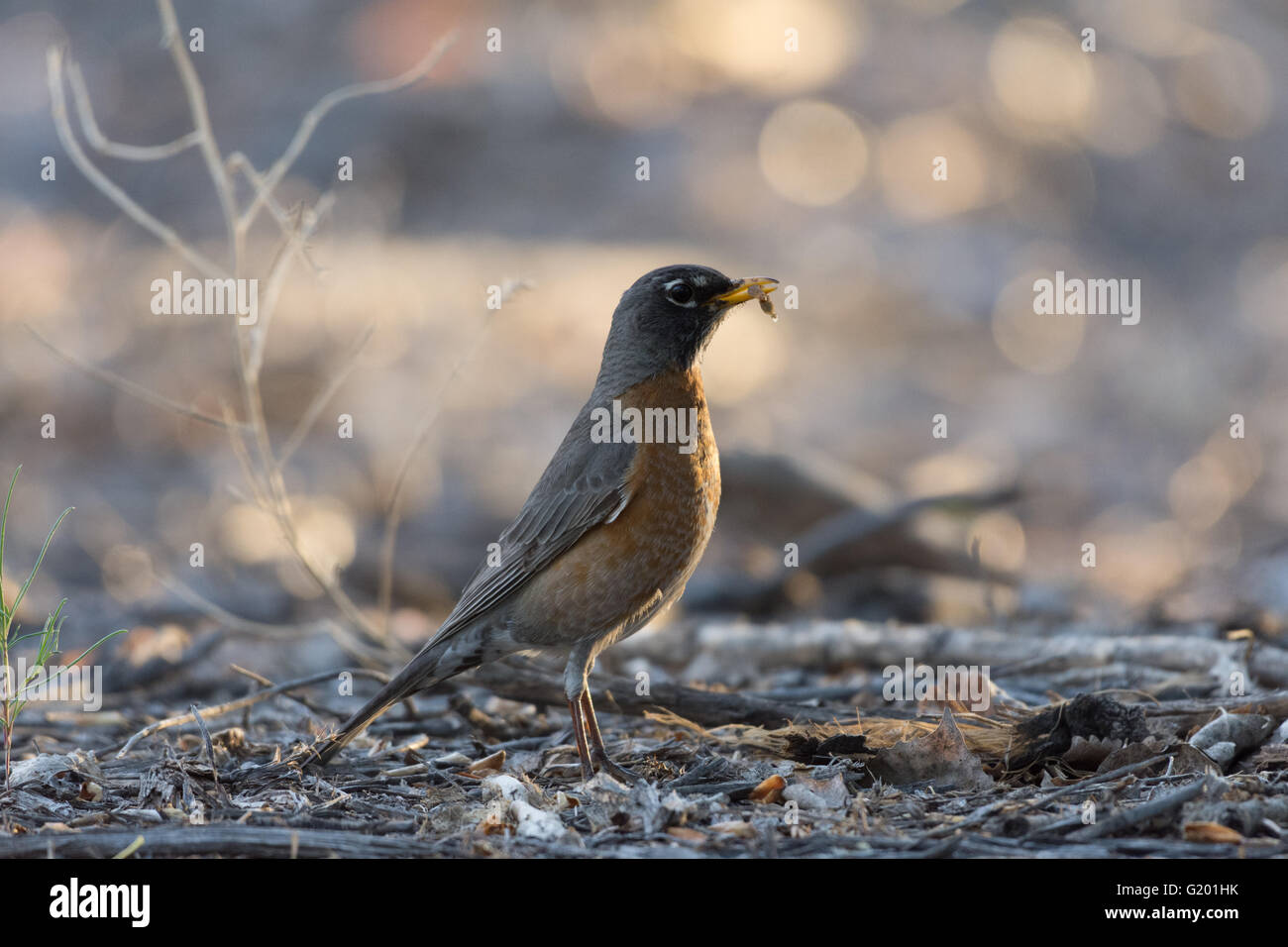 American Robin, (Turdus migratorius), foraging for insect larvae.  Rio Grande bosque at Albuquerque, New Mexico, USA. Stock Photo